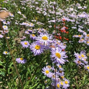 Meet your Posher, Carroll